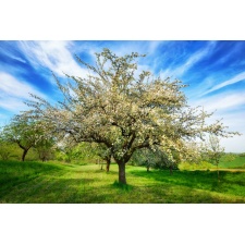 Fototapeta drzewa kwitnące 407a