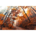 Fototapeta las, jesienny krajobraz, alejka parkowa  5575