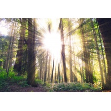 Fototapeta las i promienie słońca 736