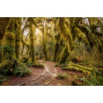 Fototapeta las, ścieżka, drzewa, paprocie 5121