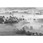 Fototapeta mgła nad lasem, las, drzewa 5578