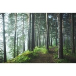 Fototapeta park, ścieżka, las, drzewa 5127