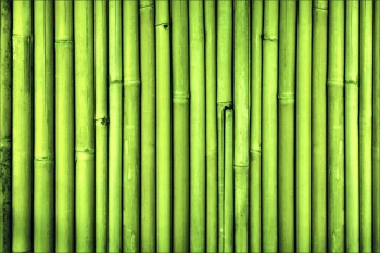  Fototapeta bambusy 4226