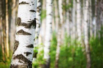  Fototapeta brzoza 2277