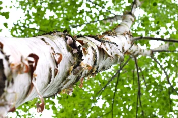  Fototapeta brzoza 4197