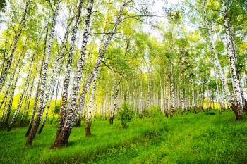  Fototapeta brzoza 4463