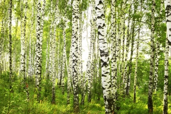  Fototapeta brzoza 4468