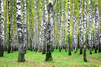  Fototapeta brzoza 4469