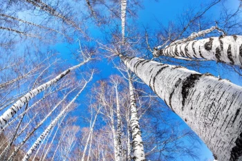  Fototapeta brzozy 2264