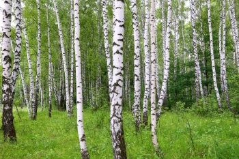  Fototapeta brzozy 2268