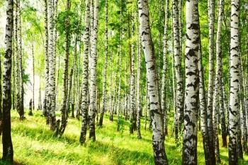  Fototapeta brzozy 2271