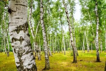  Fototapeta brzozy 2273