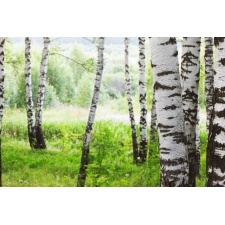 Fototapeta brzozy 2275