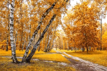  Fototapeta brzozy 2276