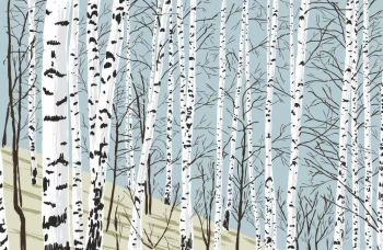  Fototapeta brzozy 2281