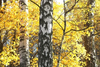  Fototapeta brzozy 4192