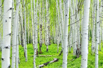  Fototapeta brzozy 4193