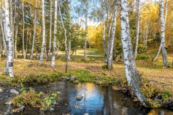  Fototapeta brzozy 4203