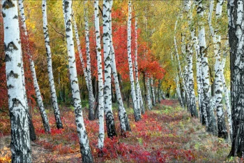  Fototapeta brzozy 4205