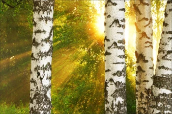  Fototapeta brzozy 4211