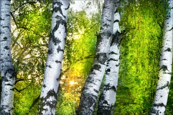  Fototapeta brzozy 4212