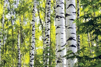  Fototapeta brzozy 4215