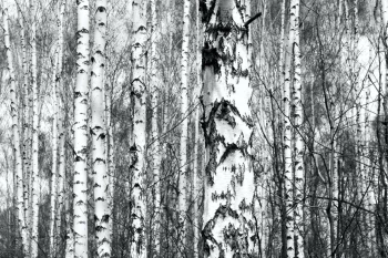  Fototapeta brzozy 4216