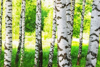  Fototapeta brzozy 4224