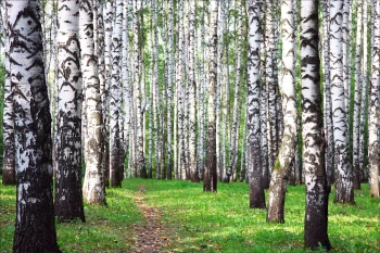  Fototapeta brzozy 4424