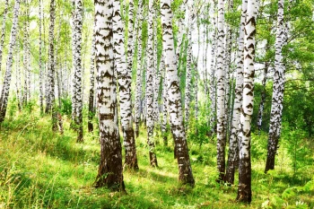  Fototapeta brzozy 4461