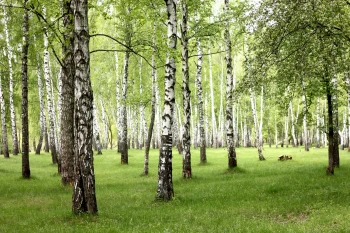  Fototapeta brzozy 4467