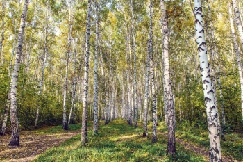  Fototapeta brzozy, brzoza  5136