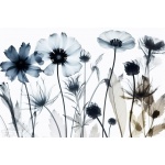 Fototapeta czarno-białe kwiaty, kwiaty, sepia 5497