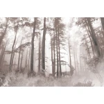  Fototapeta dla dzieci las, jeleń, drzewa dwk311