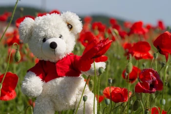  Fototapeta dla dzieci misiu 199a