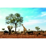 Fototapeta dla dzieci na wymiar safari, dzikie zwierzęta, oaza dwk233