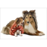  Fototapeta do pokoju dziecięcego pieski, piesek Collie, szczeniaczek dwk133