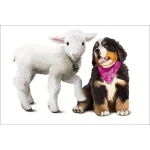  Fototapeta do pokoju dziecięcego owieczka, piesek, przyjaciele dwk134