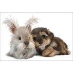  Fototapeta do pokoju dziecięcego króliczek, piesek, przyjaciele dwk142