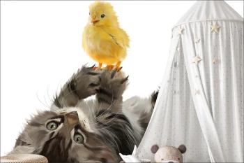  Fototapeta do pokoju dziecięcego kotek, kanarek, zabawa dwk143