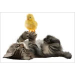  Fototapeta do pokoju dziecięcego kotek, kanarek, zabawa dwk143