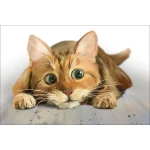  Fototapeta do pokoju dziecięcego kotek, kociak dwk144