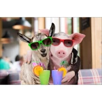  Fototapeta do pokoju dziecięcego świnka, kózka dwk148