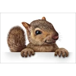  Fototapeta do pokoju dziecięcego wiewiórka dwk151