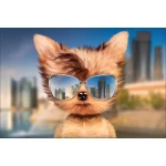  Fototapeta do pokoju dziecięcego piesek, wesoły piesek, piesek w okularach  dwk146