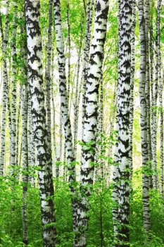  Fototapeta drzewa 100p