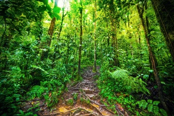  Fototapeta drzewa 4194