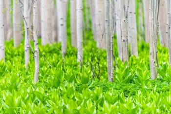  Fototapeta drzewa 4199