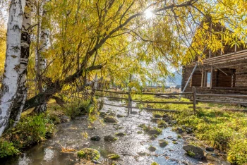  Fototapeta drzewa 4202