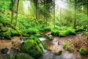  Fototapeta drzewa 4220